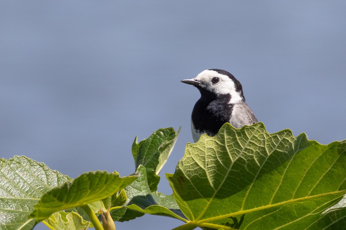 White Wagtail - Antonio Xeira