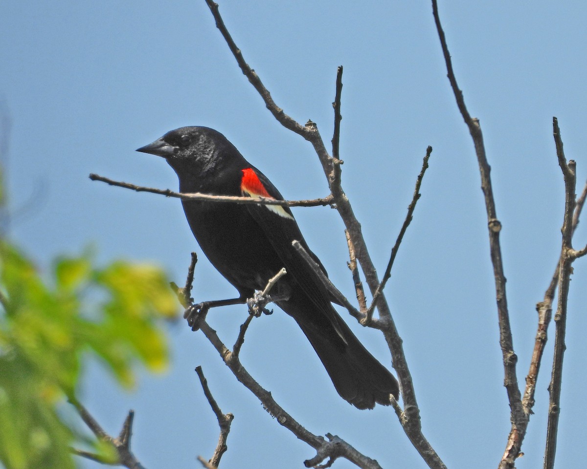 Red-winged Blackbird - ML620604972