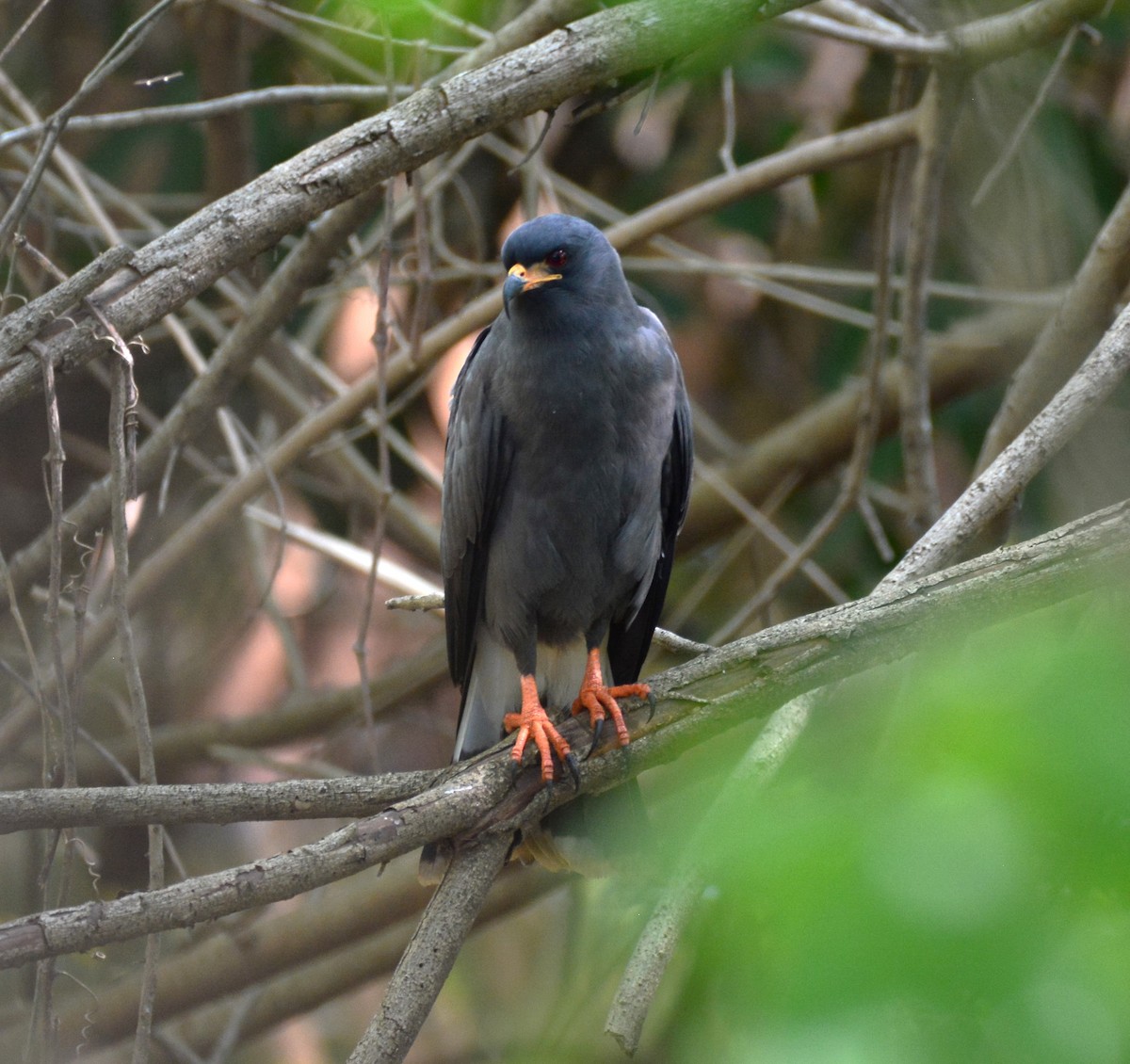 Snail Kite - ML620604973