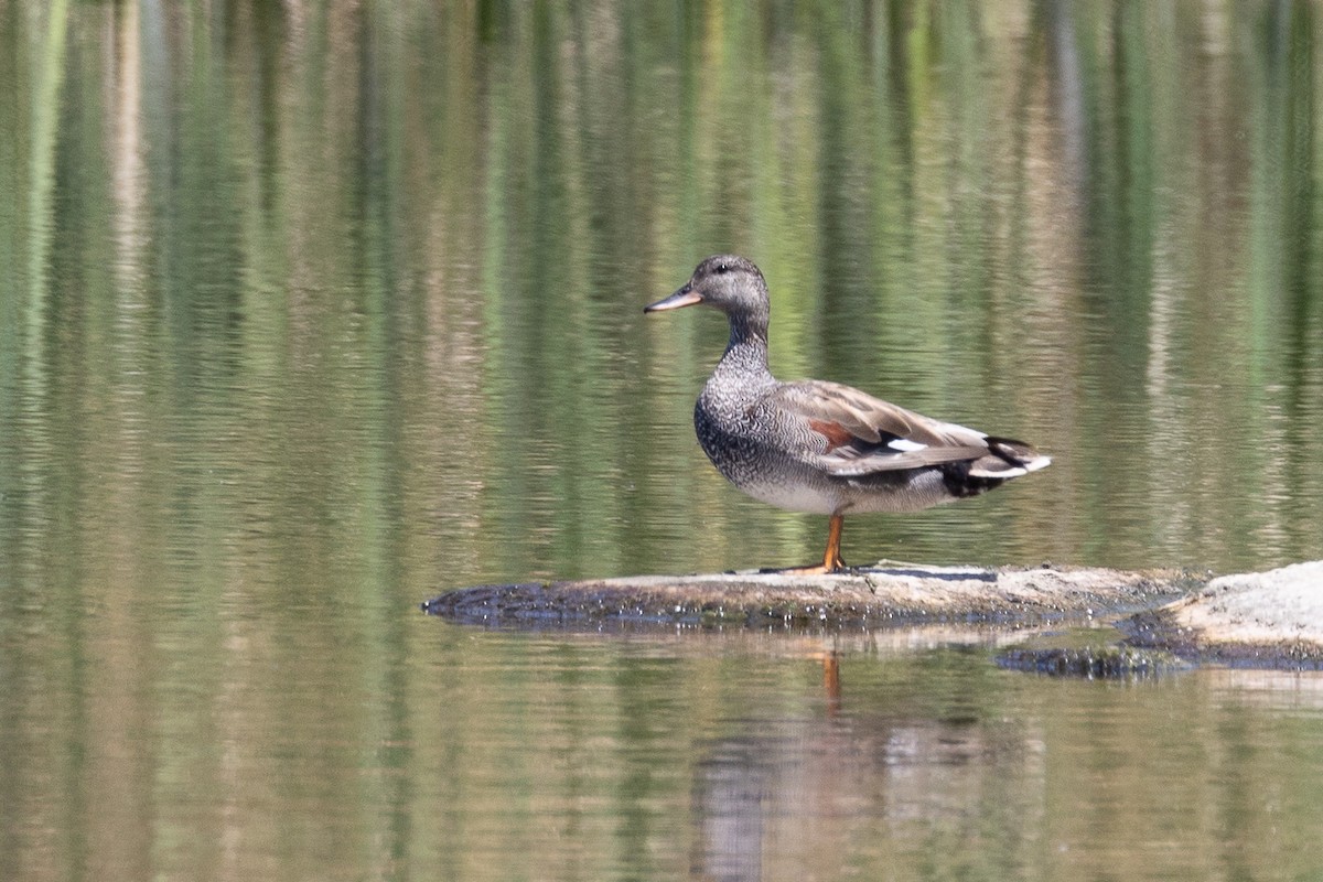 Gadwall - ML620604980