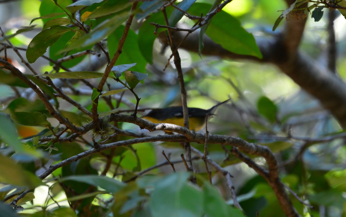 Parula Pitiayumí - ML620604983