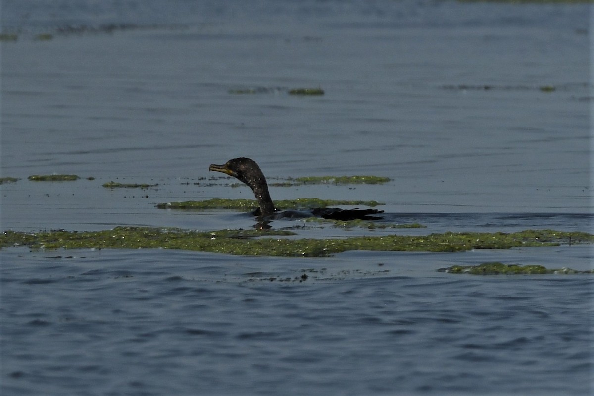 Cormoran à aigrettes - ML620604985