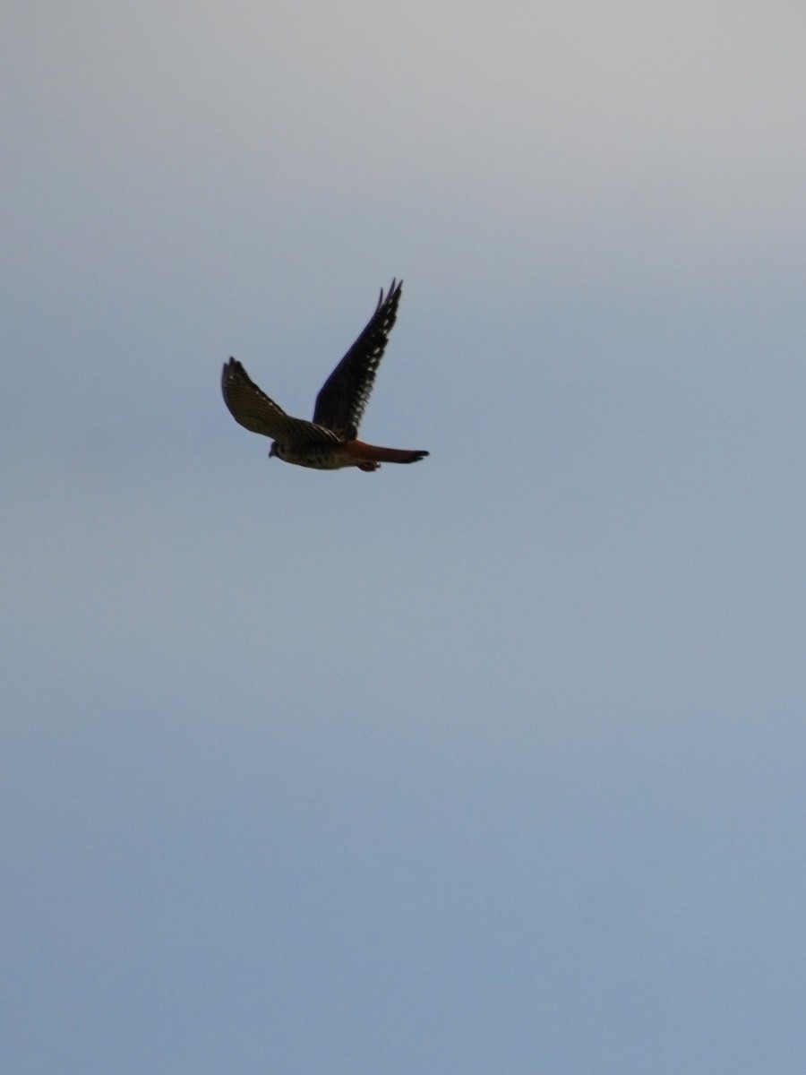 American Kestrel - ML620604996