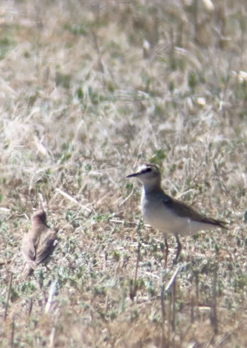 Mountain Plover - ML620605000