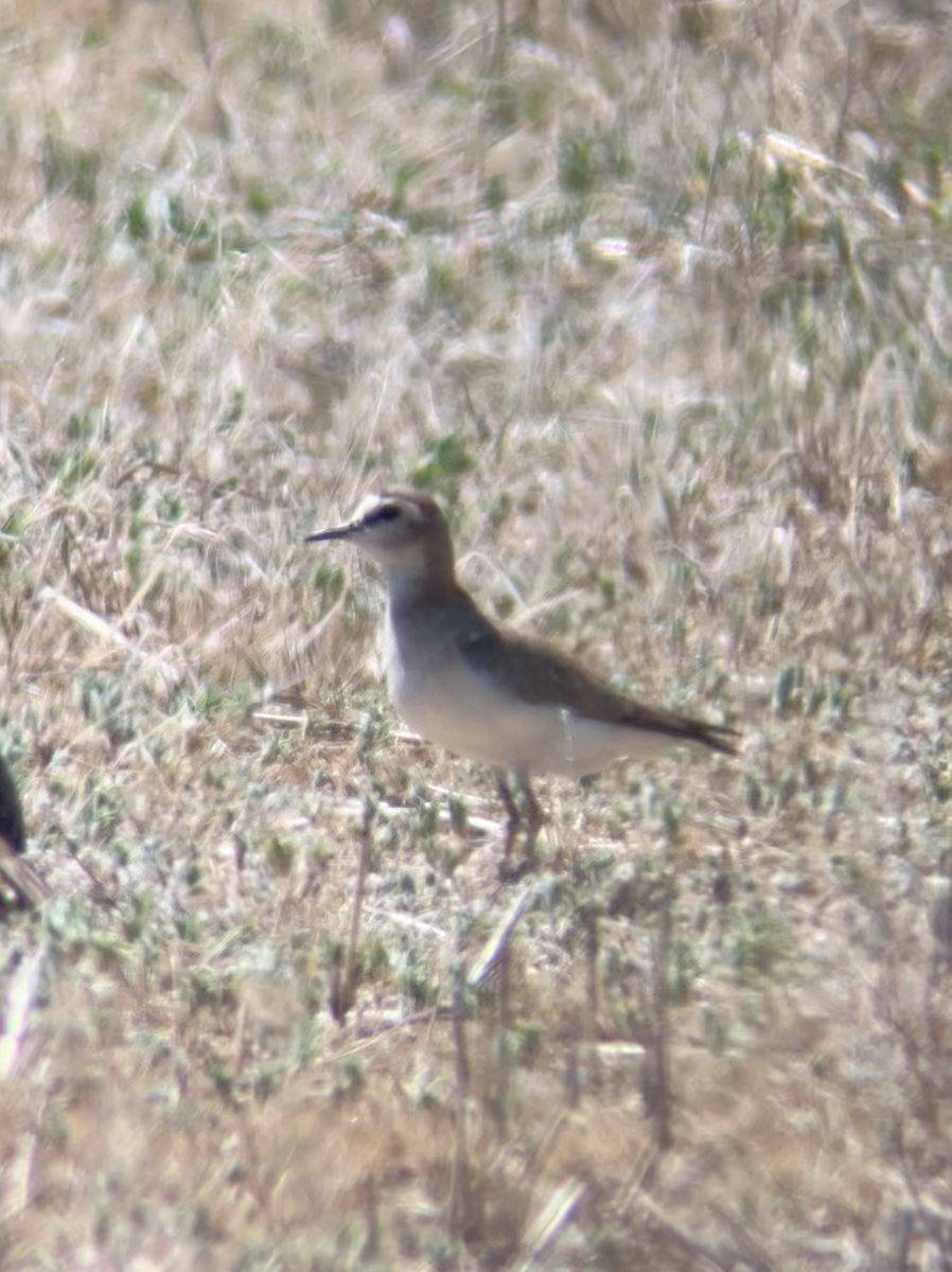 Mountain Plover - ML620605019