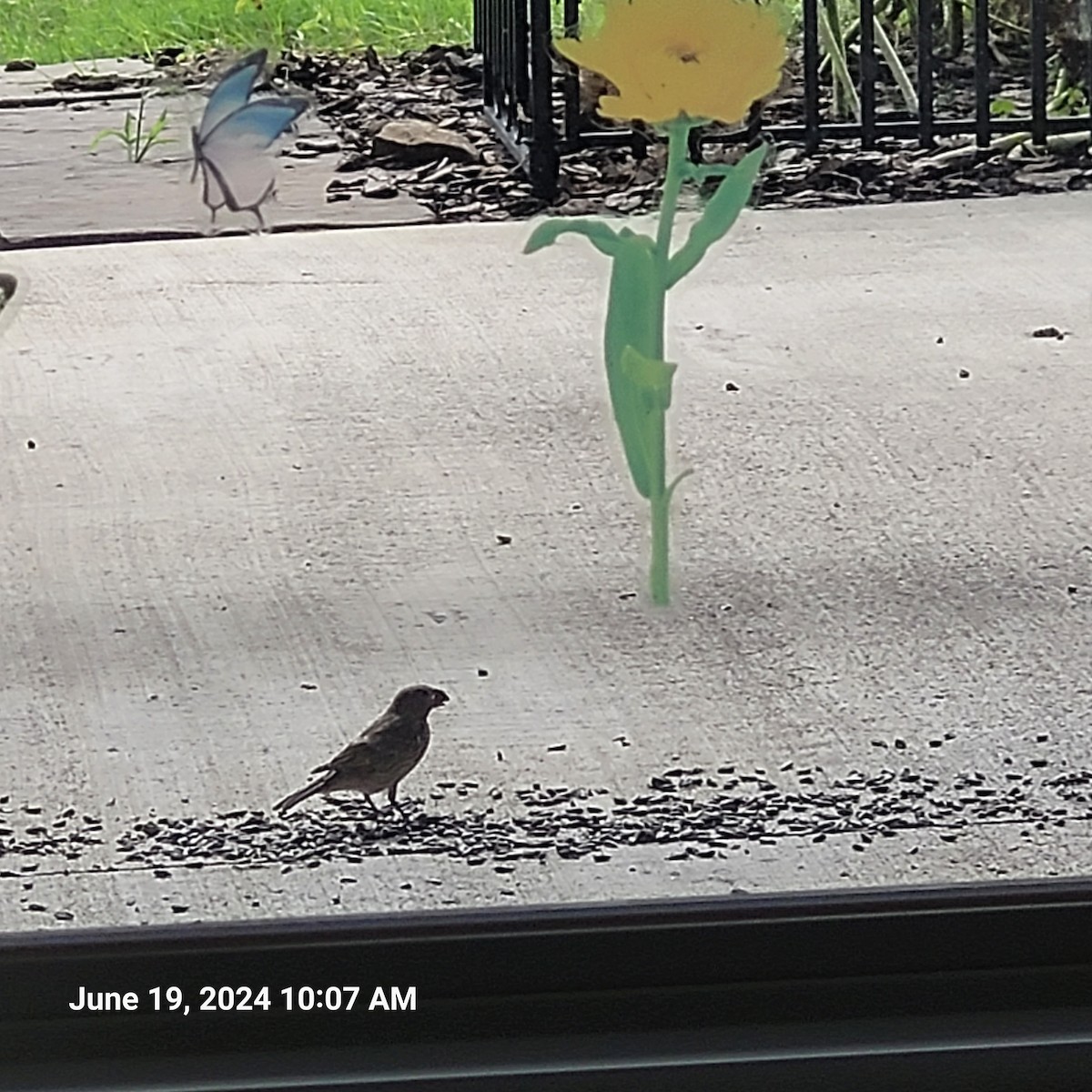 House Finch - ML620605022