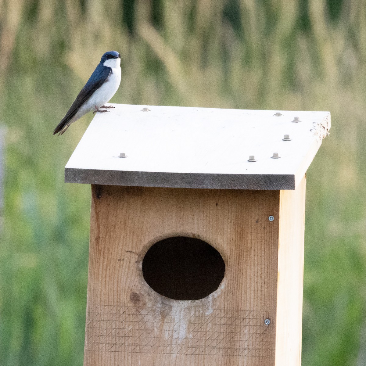 Tree Swallow - ML620605024