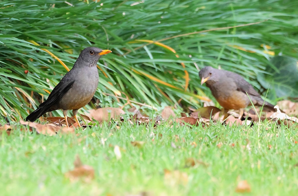 Karoo Thrush - ML620605025