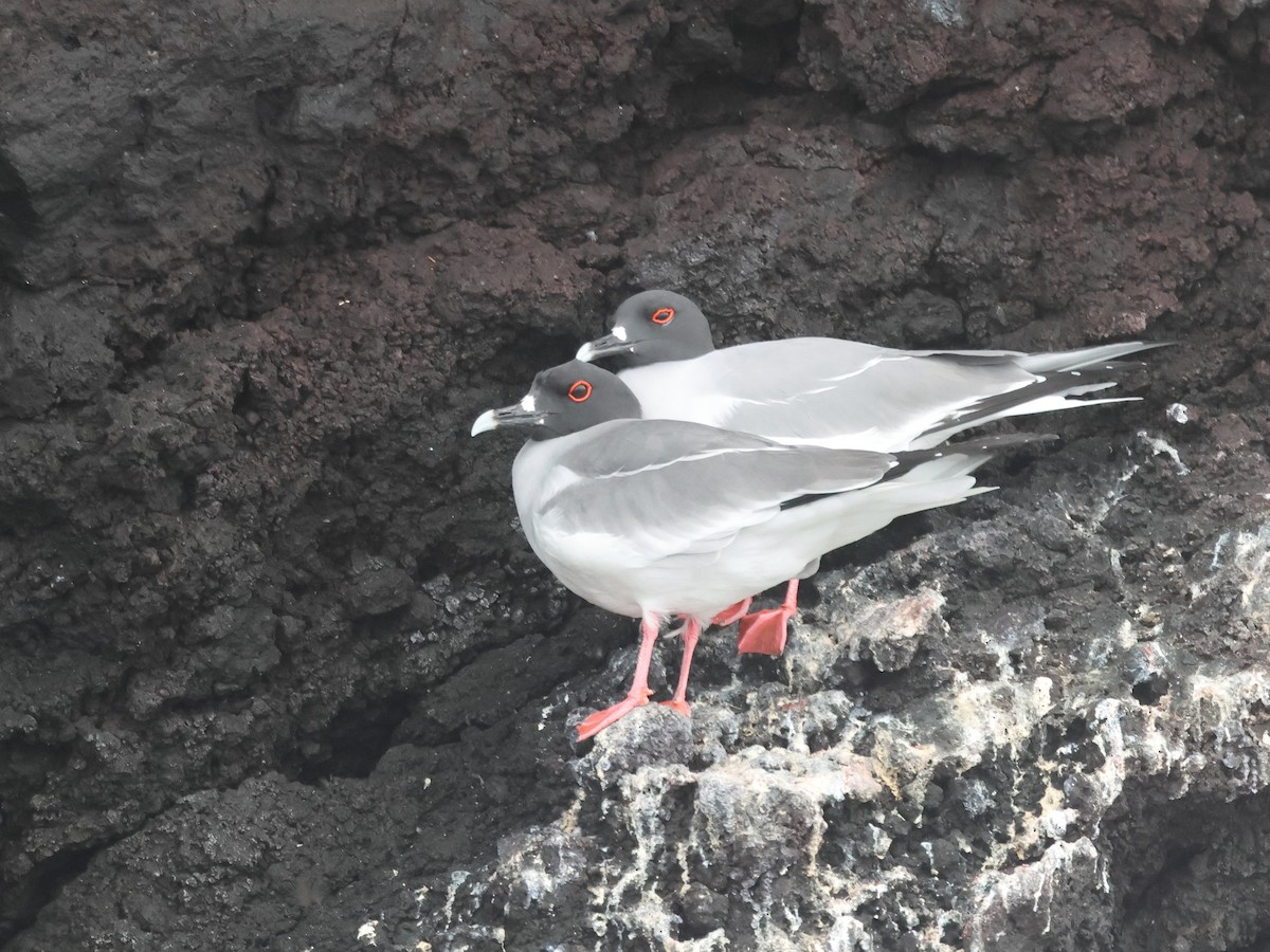 Swallow-tailed Gull - ML620605028