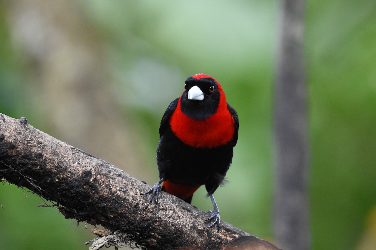 Crimson-collared Tanager - ML620605029