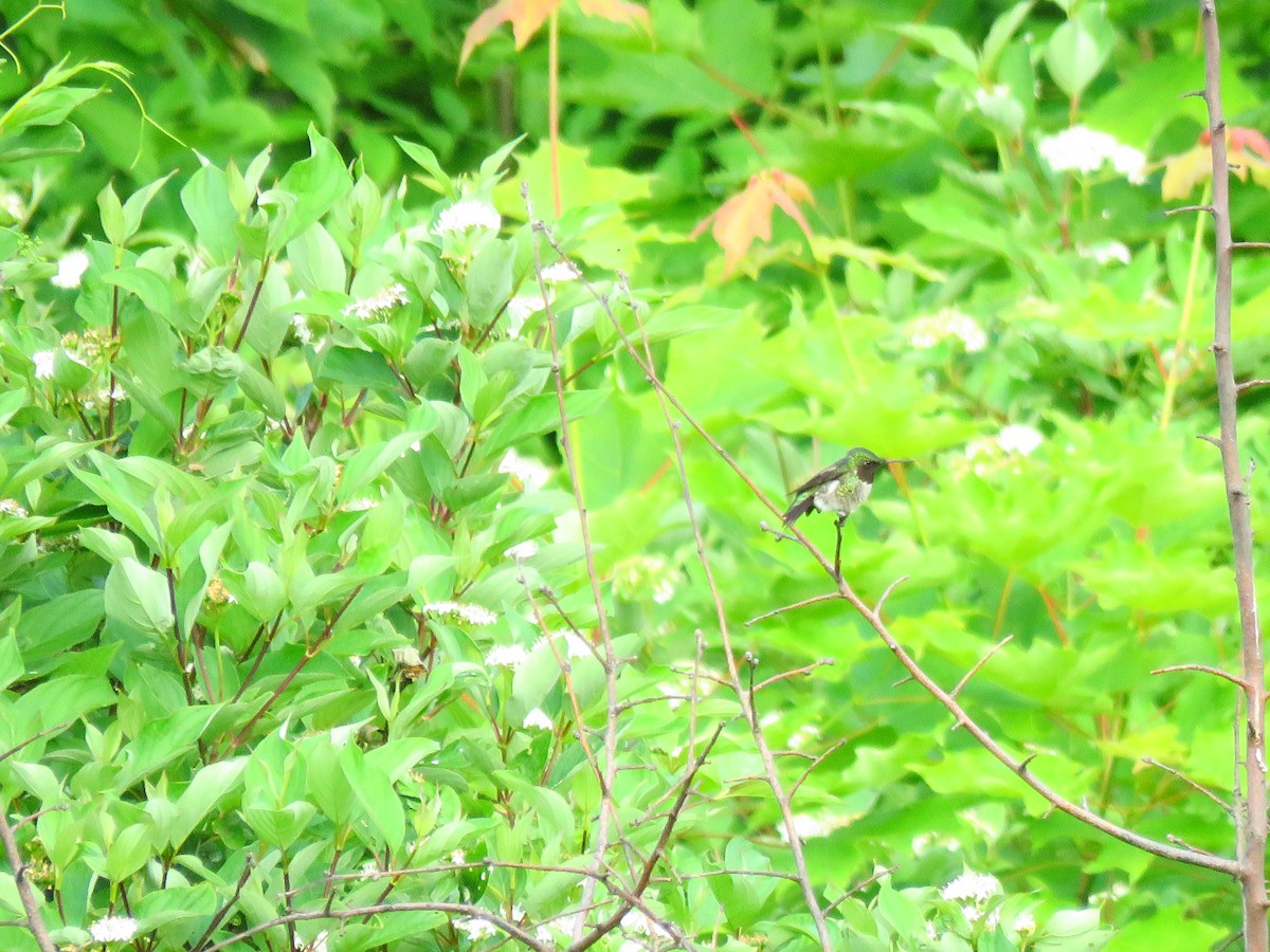 Ruby-throated Hummingbird - ML620605037