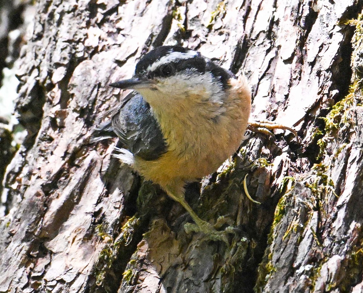 Red-breasted Nuthatch - ML620605038