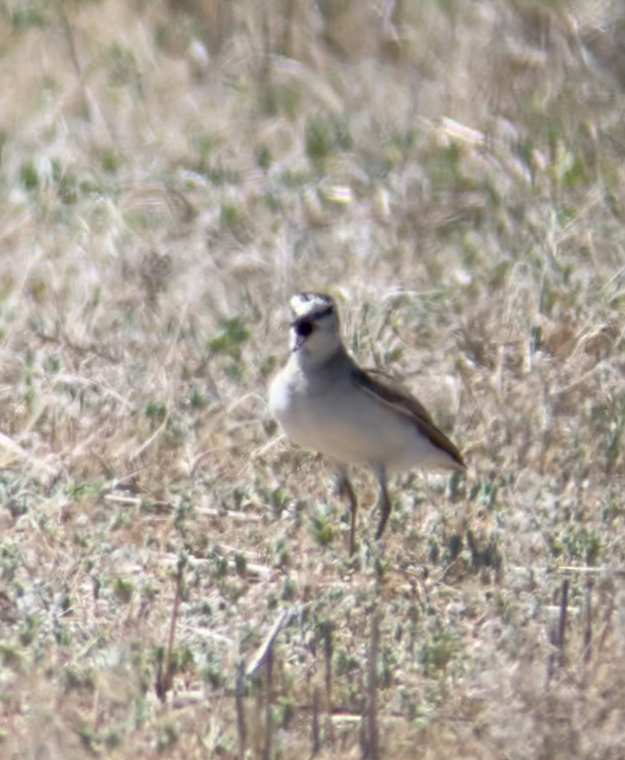 Mountain Plover - ML620605039