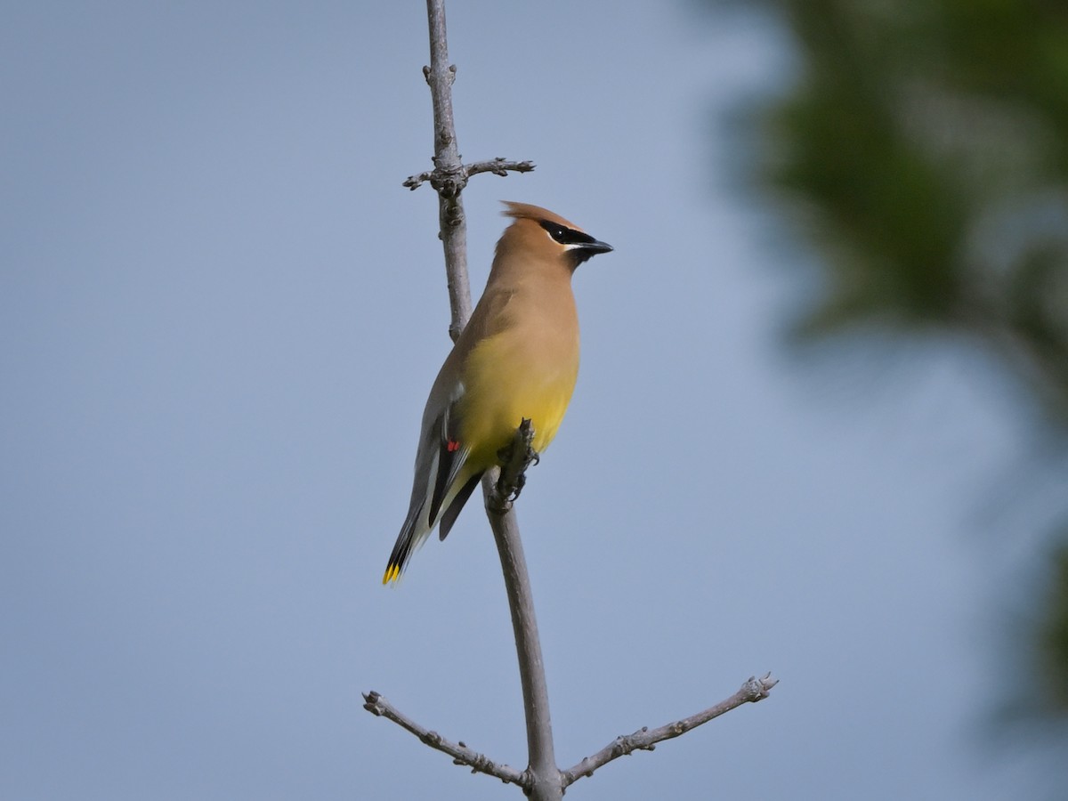 Cedar Waxwing - ML620605046