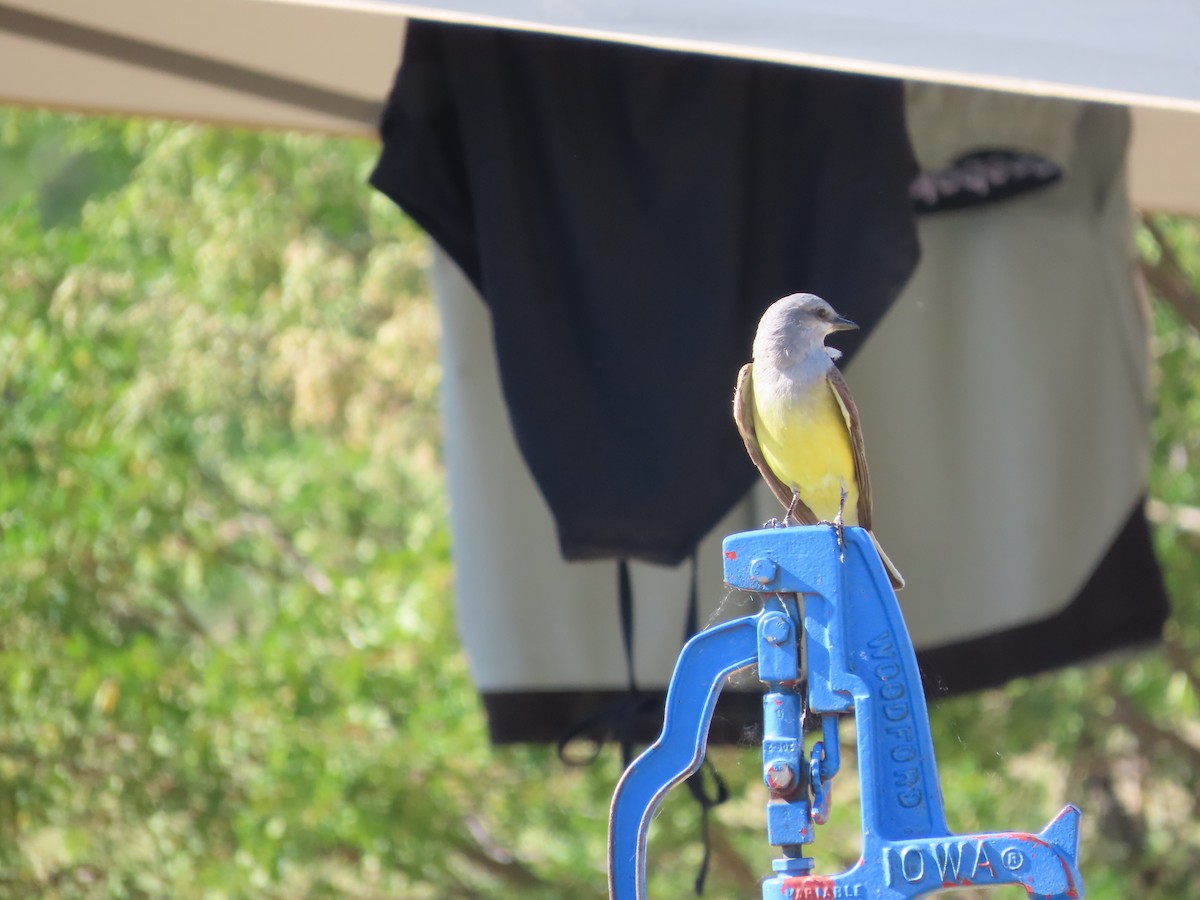 Western Kingbird - ML620605057