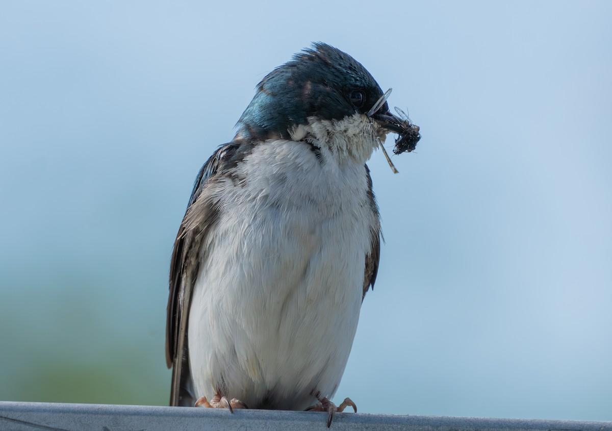 Tree Swallow - ML620605060