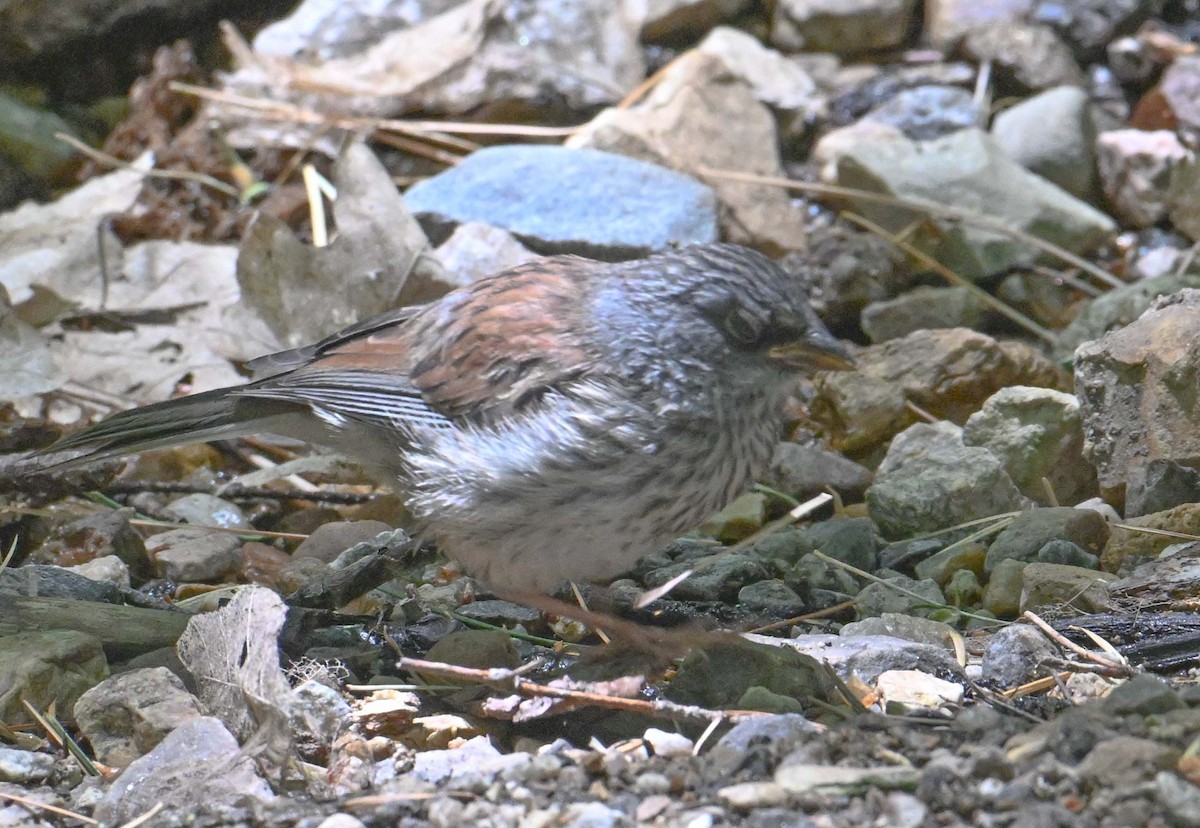 Yellow-eyed Junco - ML620605063