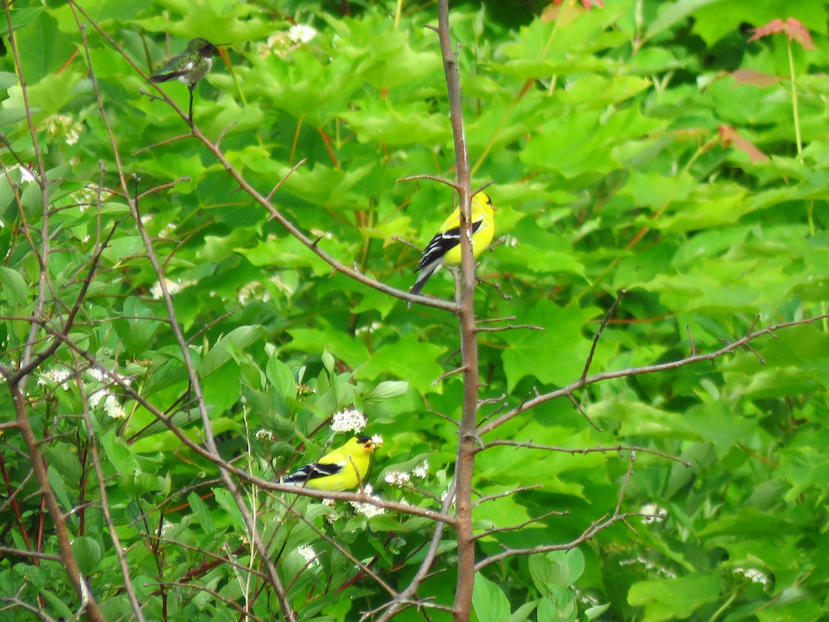 Ruby-throated Hummingbird - ML620605067