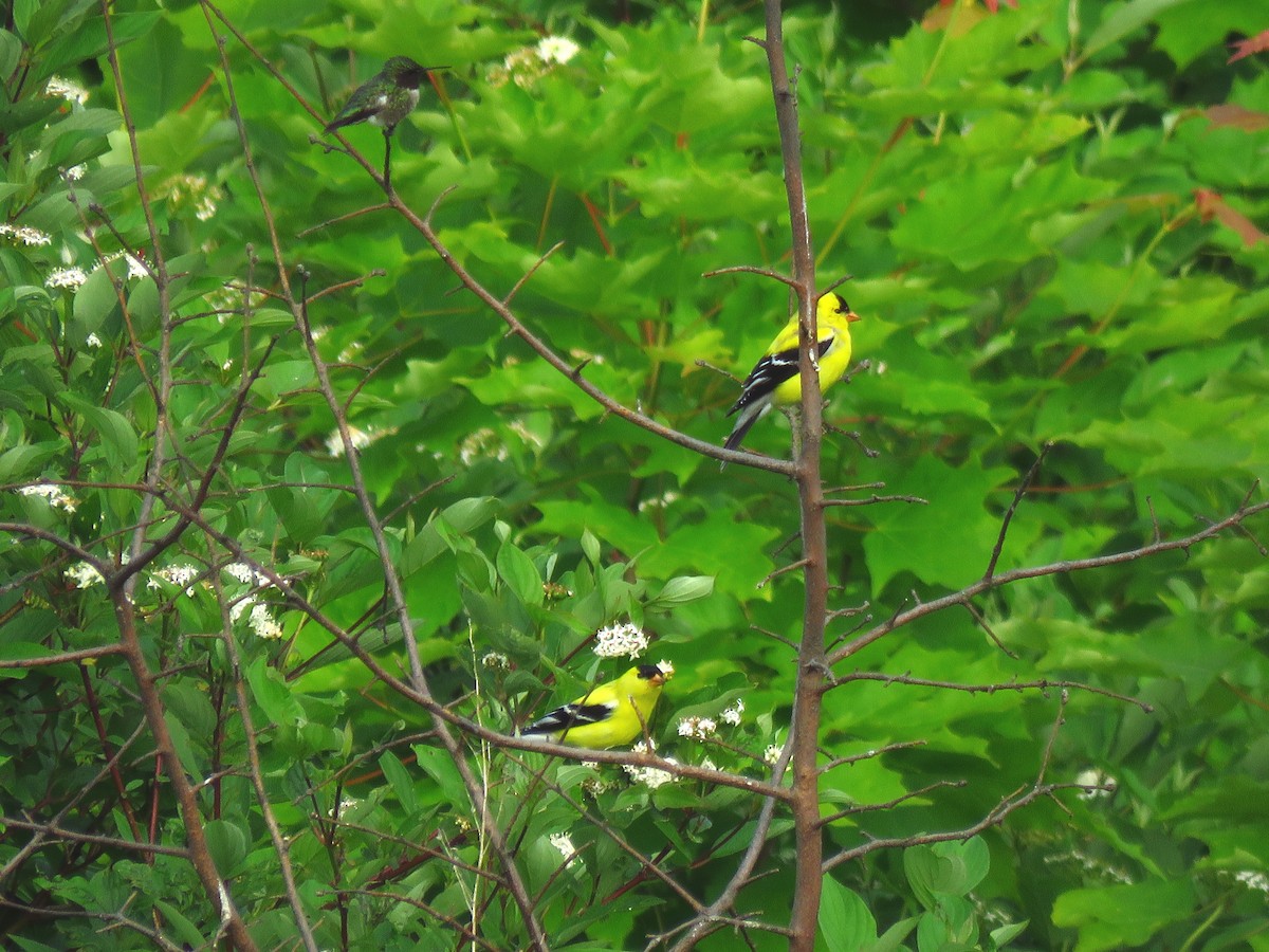 American Goldfinch - ML620605069