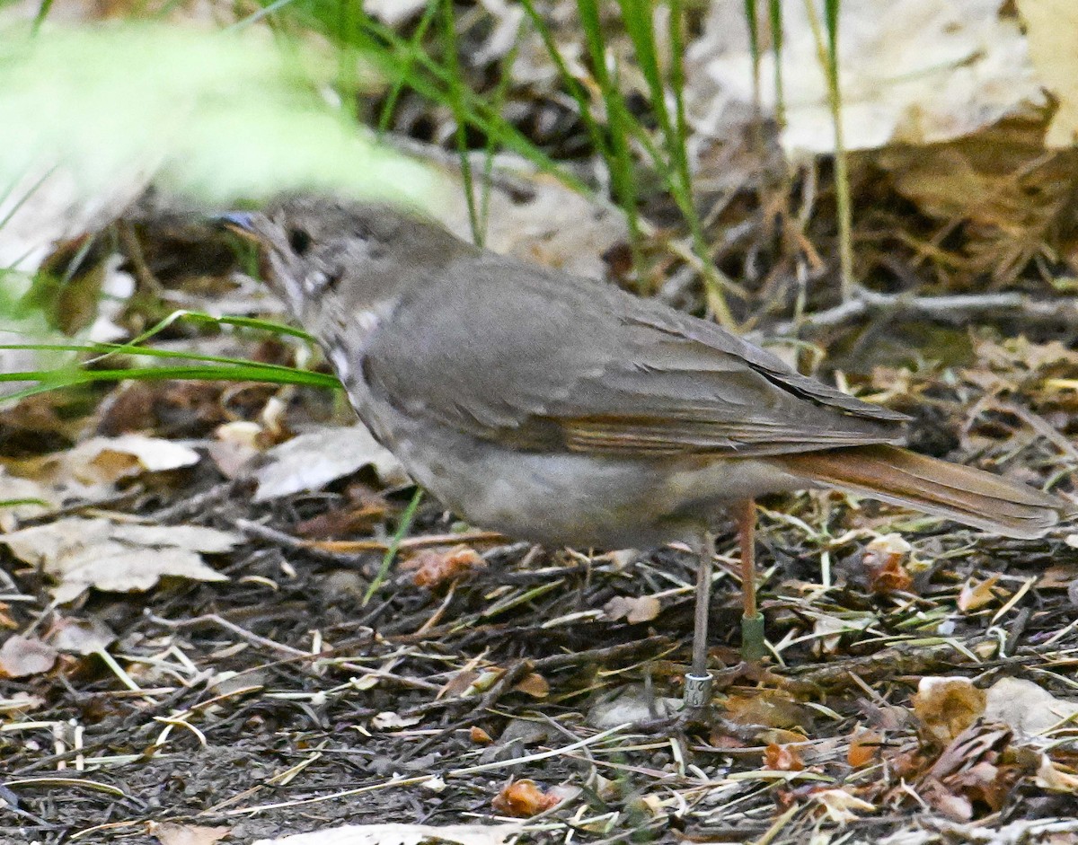 Hermit Thrush - ML620605070