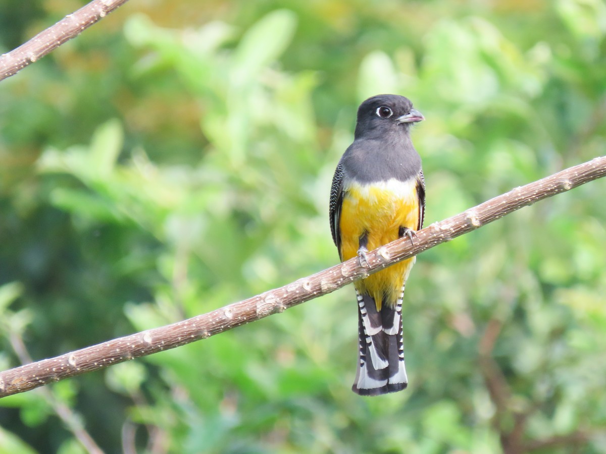 trogon podvazkový - ML620605075