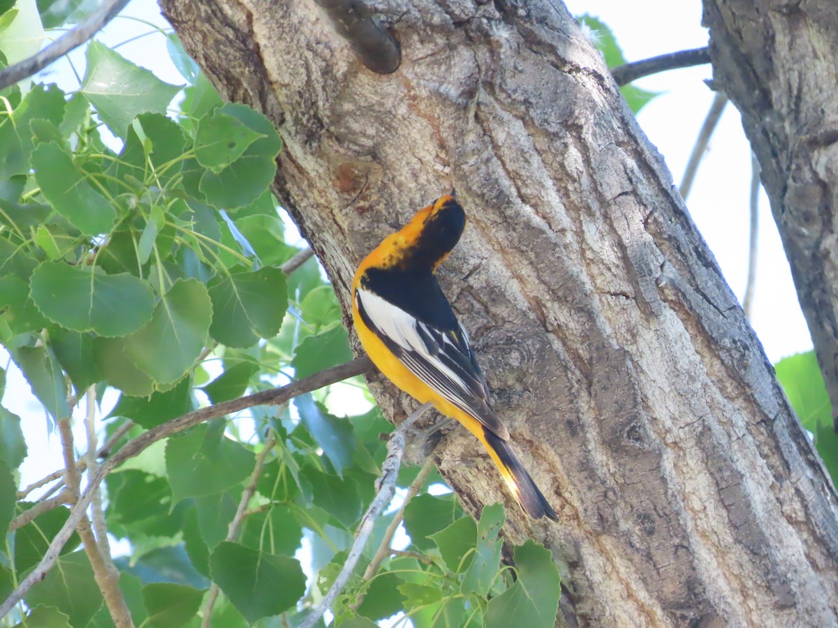 Bullock's Oriole - ML620605078