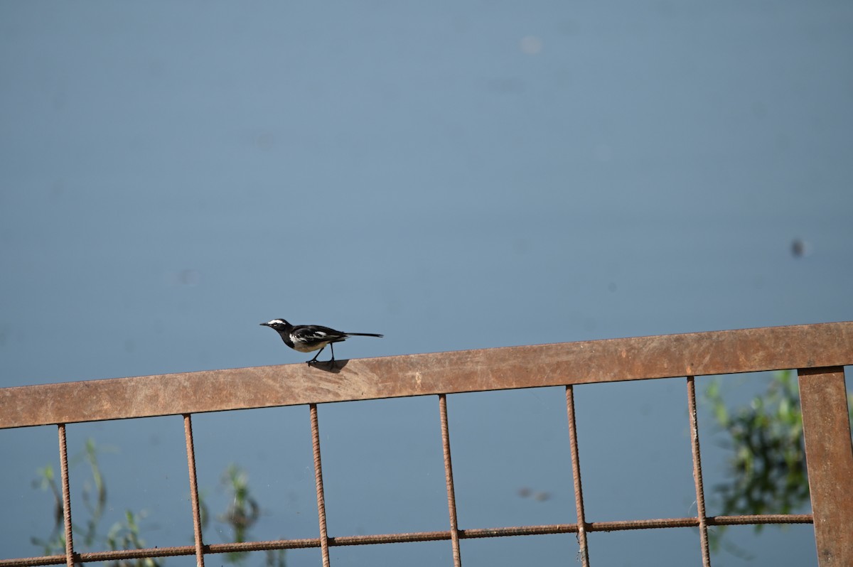 White-browed Wagtail - ML620605079