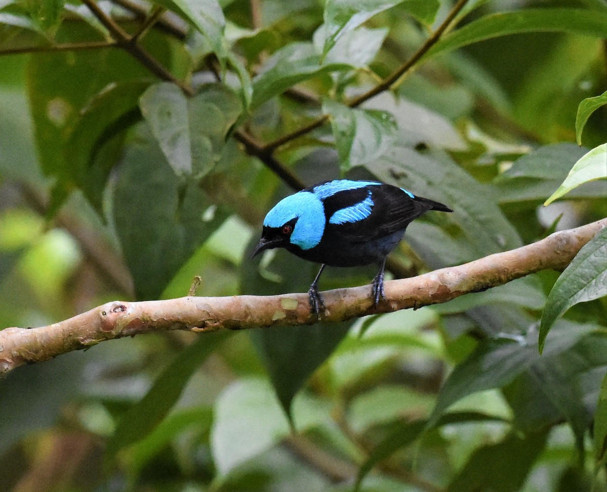 Scarlet-thighed Dacnis - ML620605082