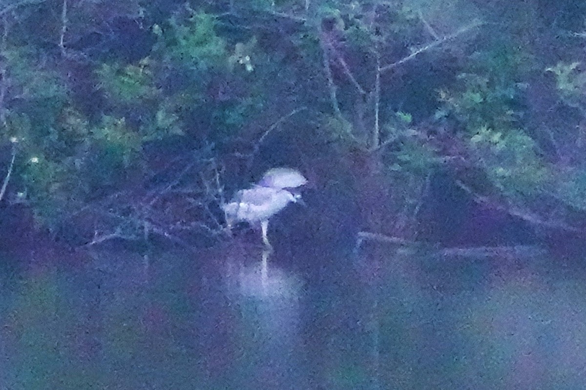 Black-crowned Night Heron - ML620605084