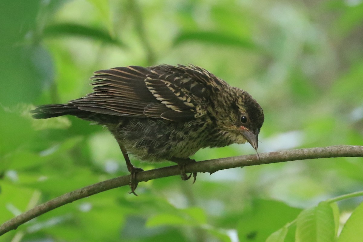 Red-winged Blackbird - ML620605086