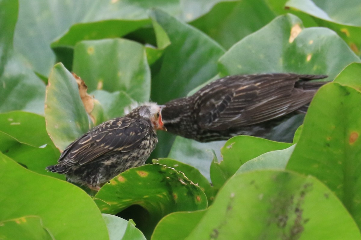 Red-winged Blackbird - ML620605090