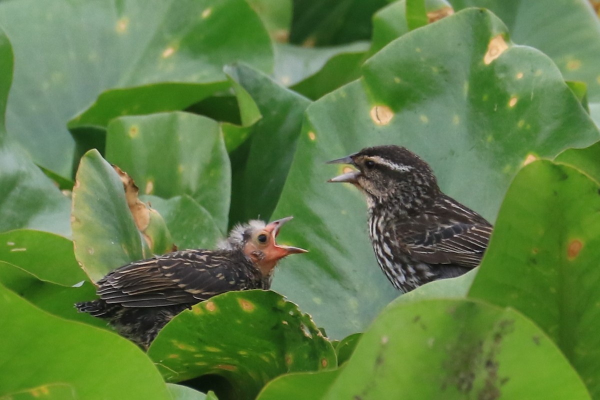 Red-winged Blackbird - ML620605095