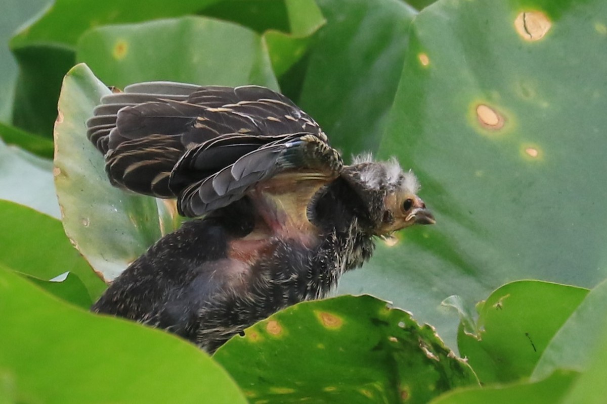 Red-winged Blackbird - ML620605098