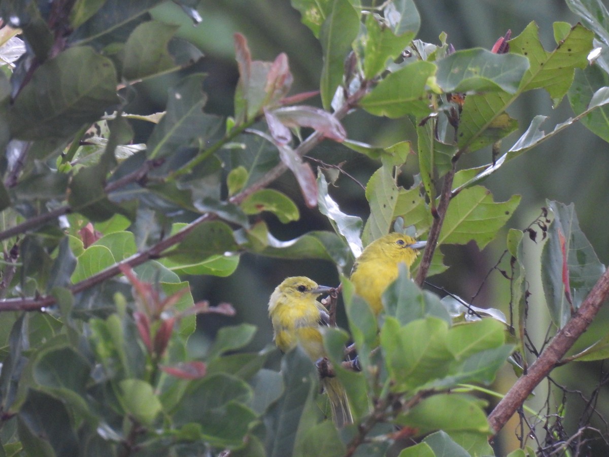 Common Iora - ML620605100