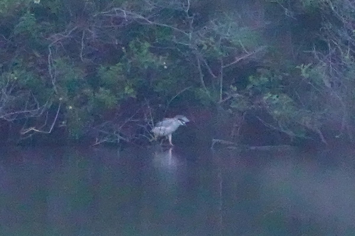 Black-crowned Night Heron - ML620605104