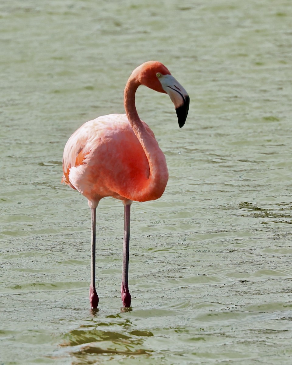 Amerika Flamingosu - ML620605112