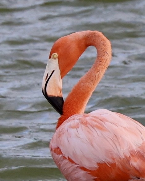 American Flamingo - ML620605113