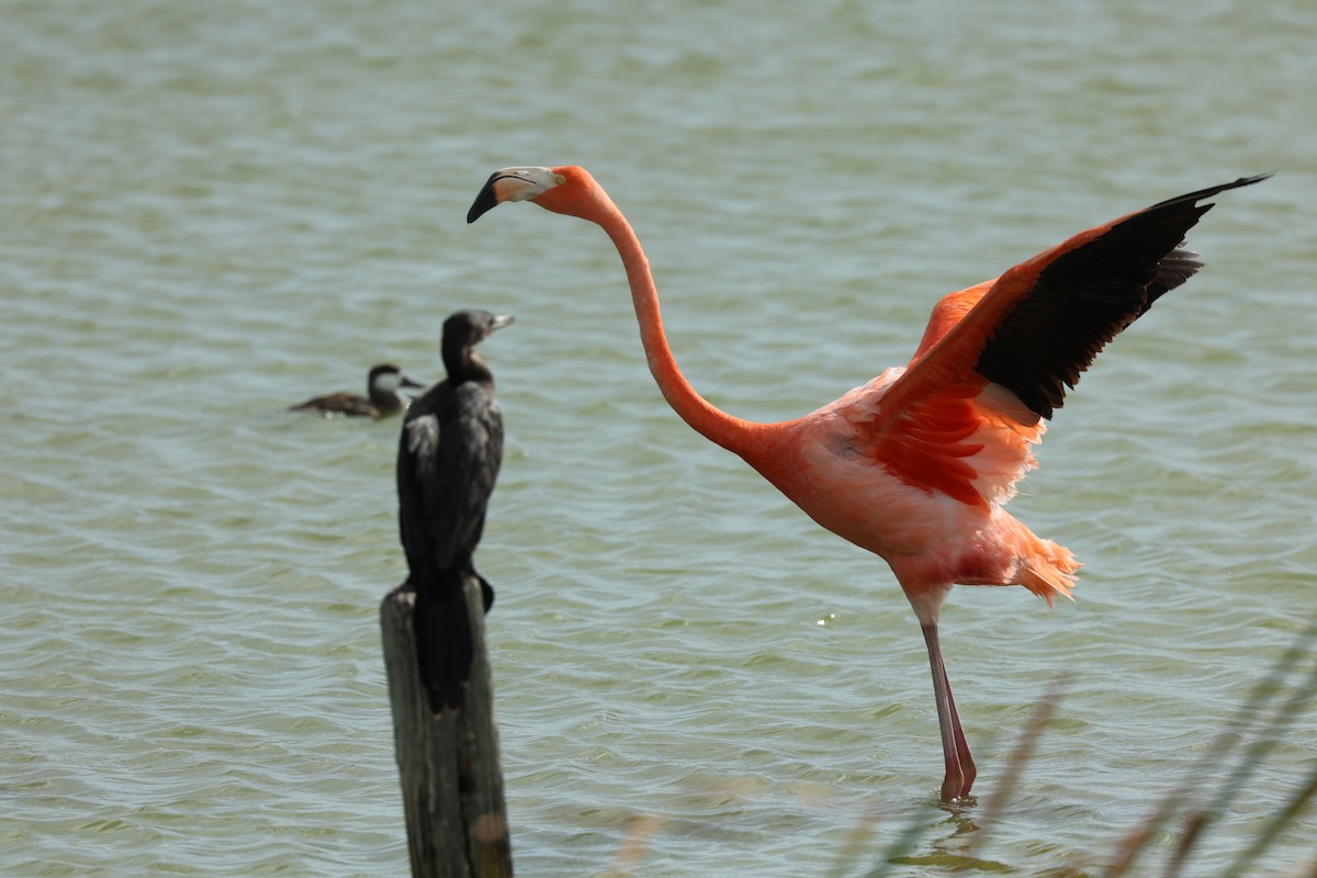 Flamant des Caraïbes - ML620605114