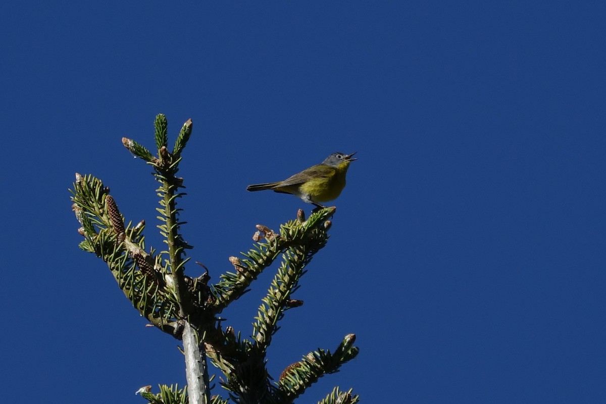 Rubinfleck-Waldsänger - ML620605115