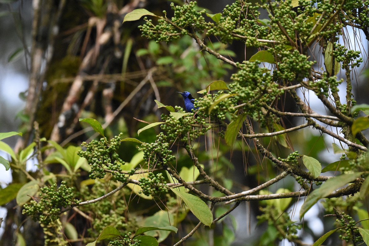 Red-legged Honeycreeper - ML620605121