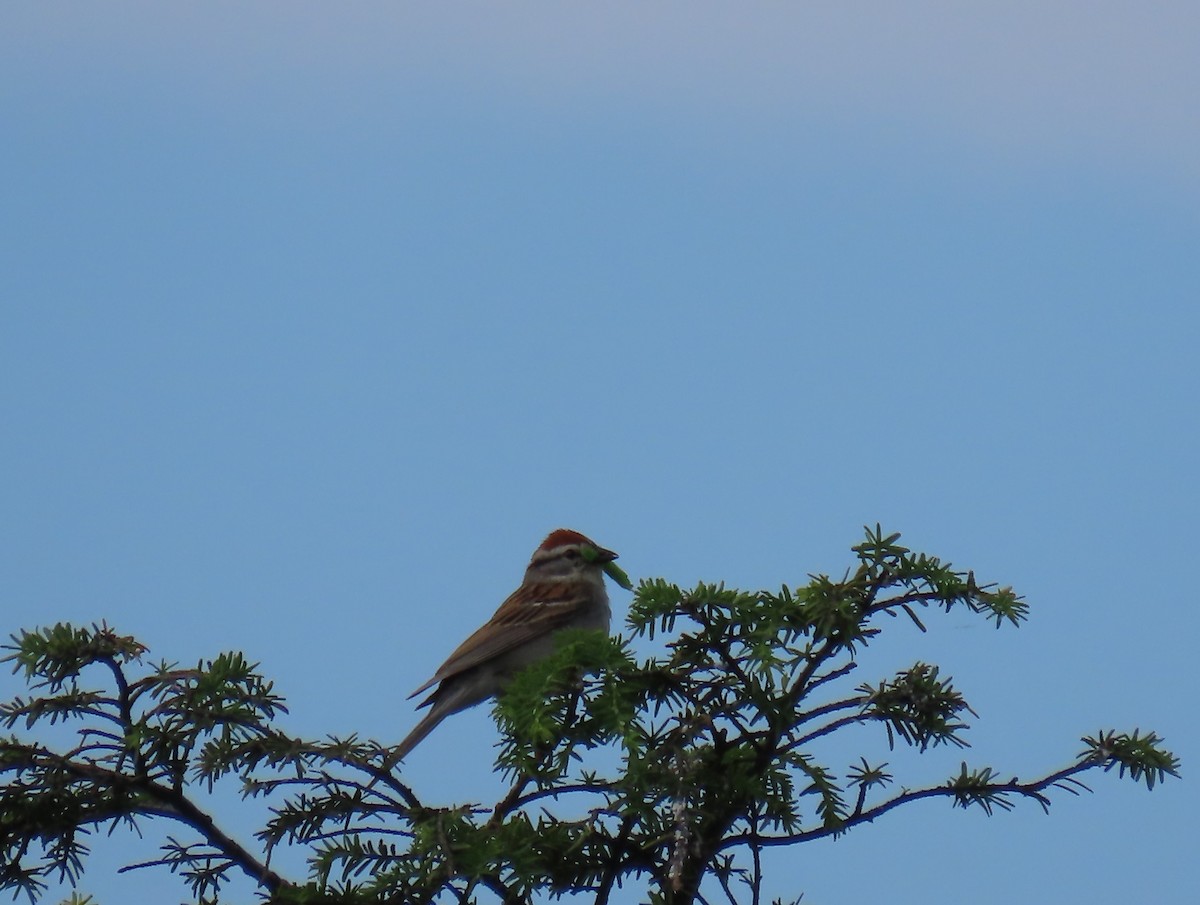 Chipping Sparrow - ML620605122