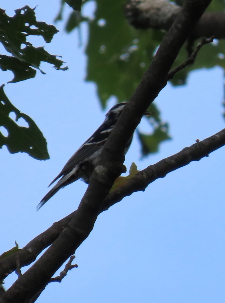 Black-and-white Warbler - ML620605128