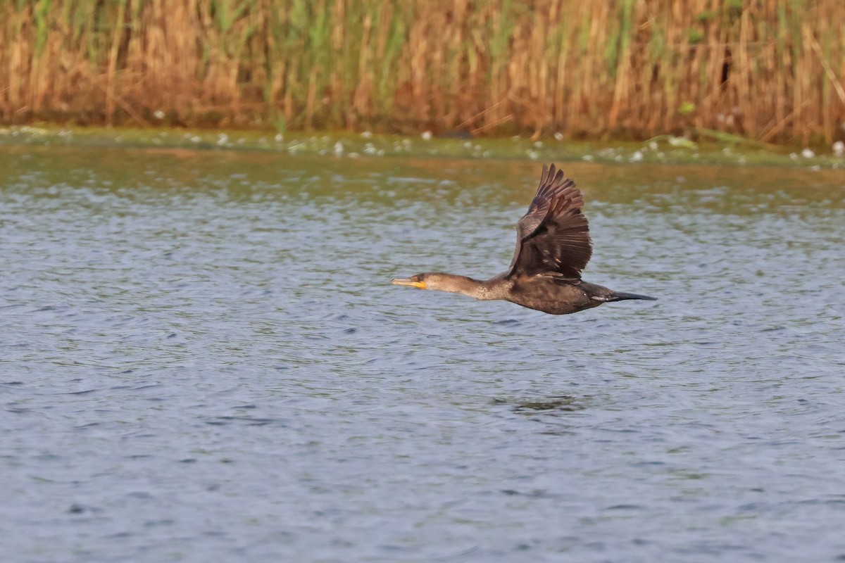 Double-crested Cormorant - ML620605129