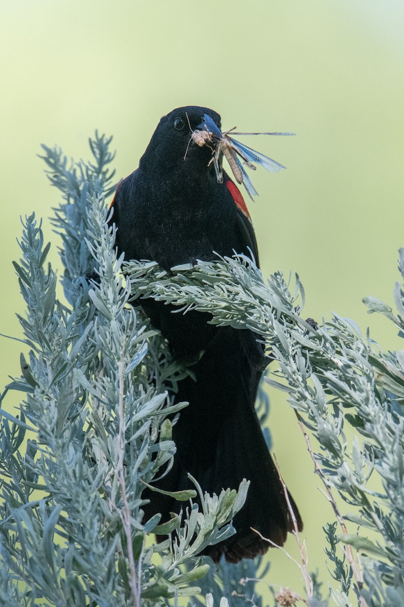 Red-winged Blackbird - ML620605132