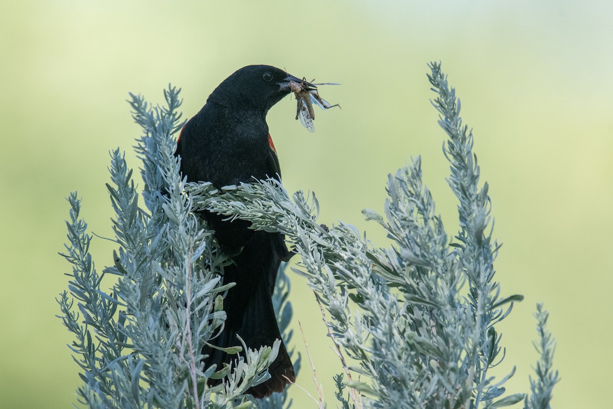 Red-winged Blackbird - ML620605133