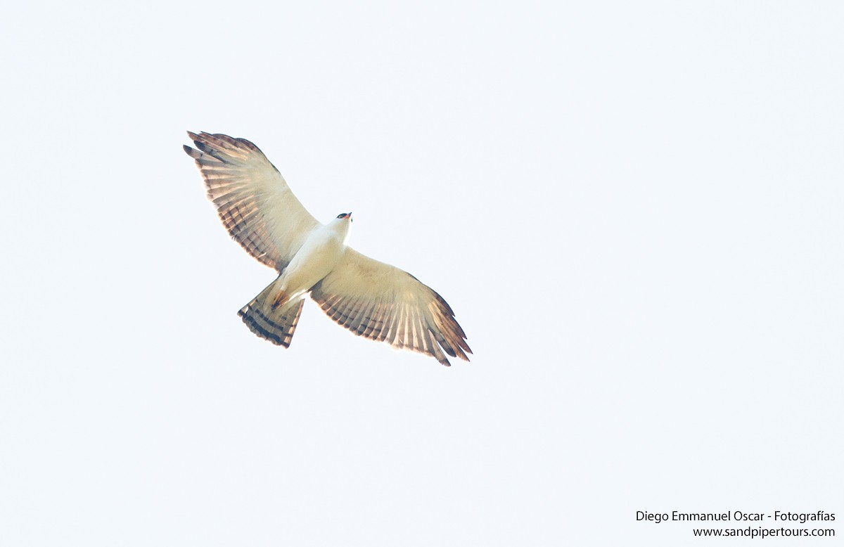 Black-and-white Hawk-Eagle - ML620605134