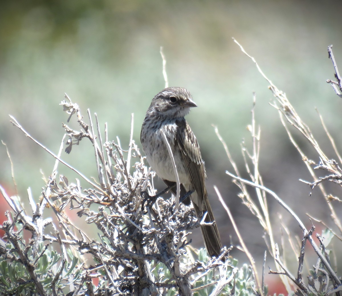 Bell's Sparrow (canescens) - ML620605136