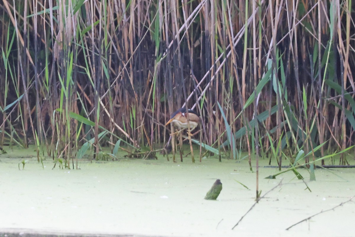 Least Bittern - ML620605137