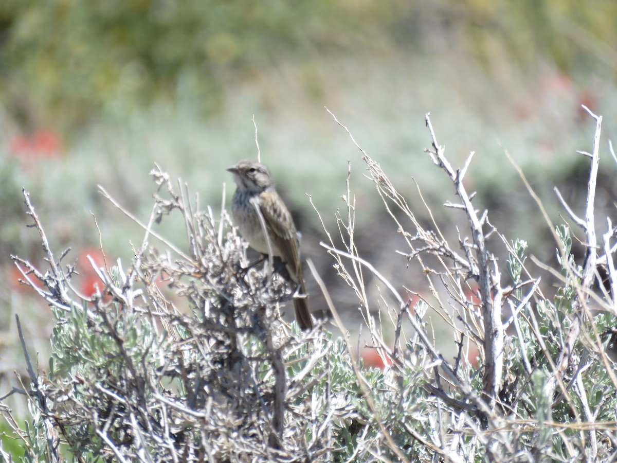 Bell's Sparrow (canescens) - ML620605140