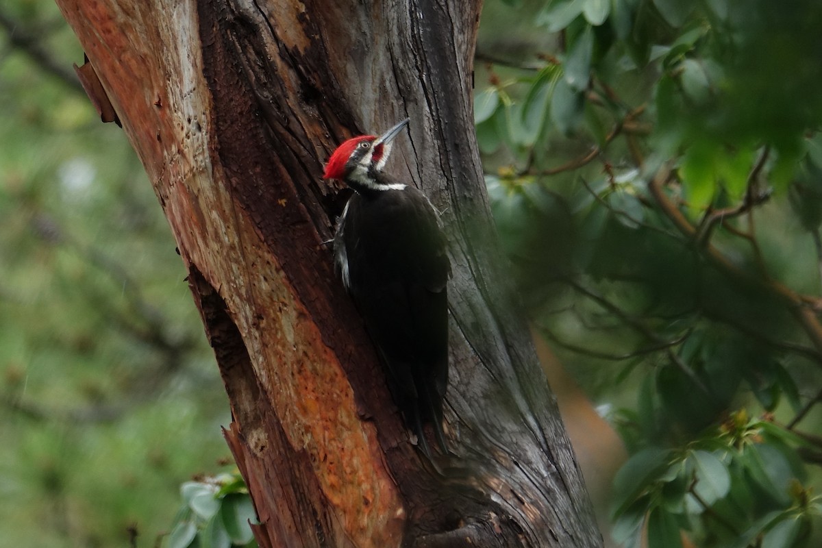 Pileated Woodpecker - ML620605148